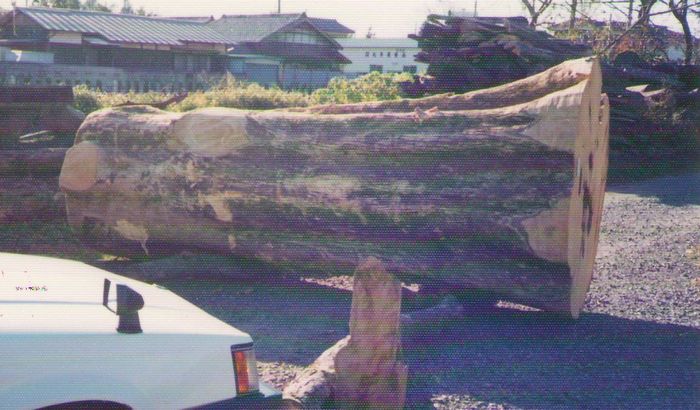 直径２ｍ昭和最後の大木の本榧